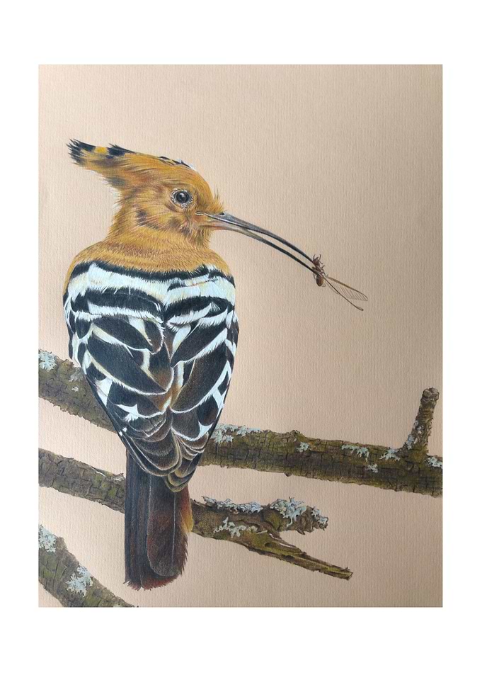 Hoopoe