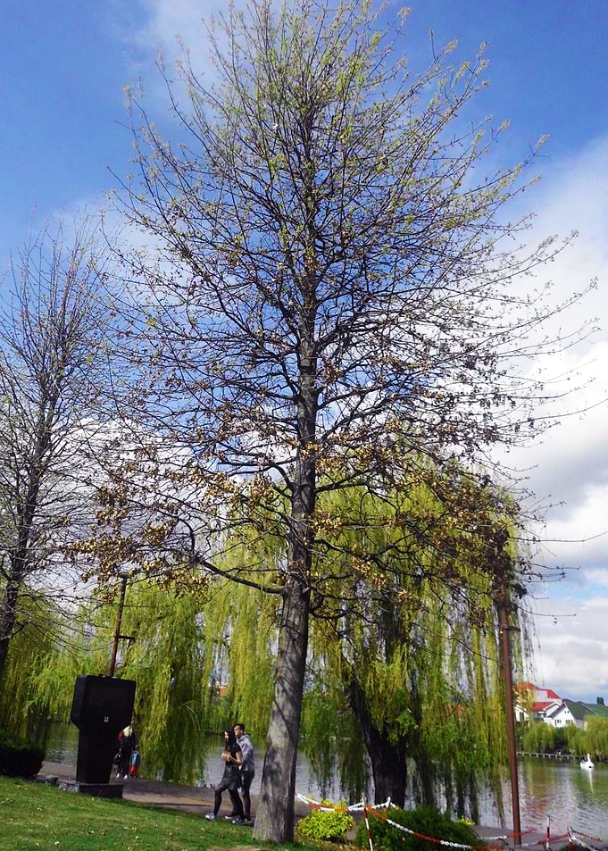 Symbol of life in the park