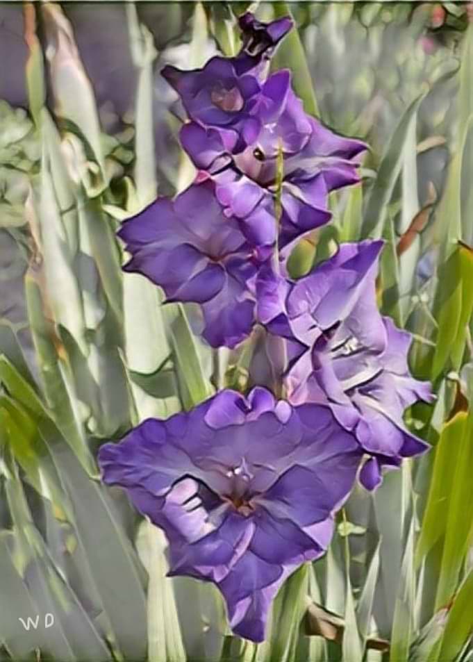 Iris