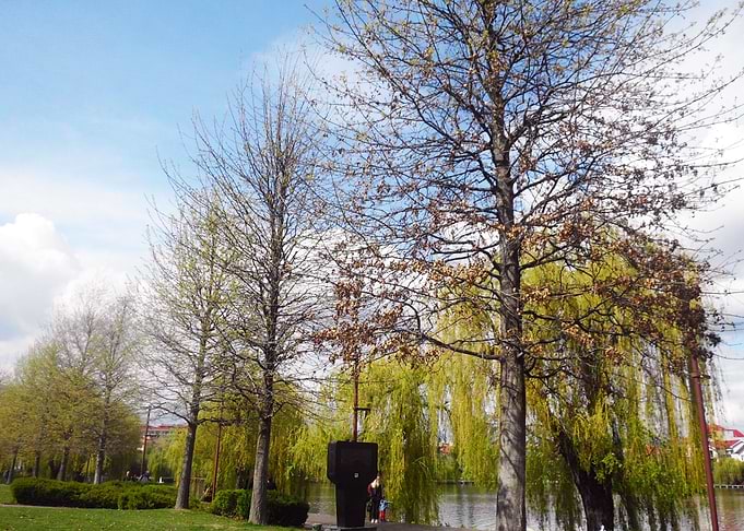 Life in the park