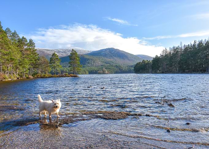 Westie at Loch an Eilein