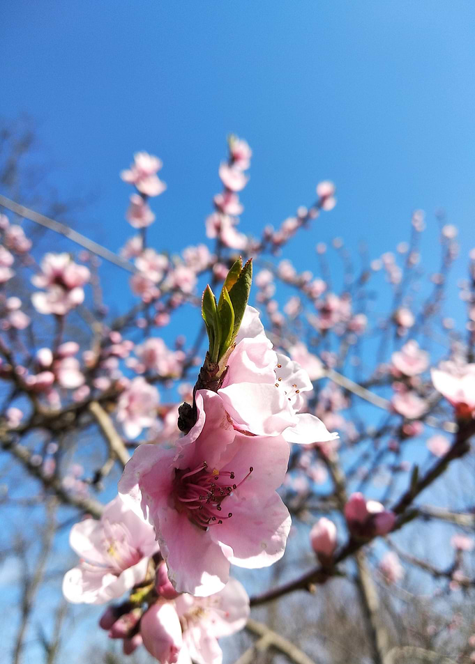 Peach