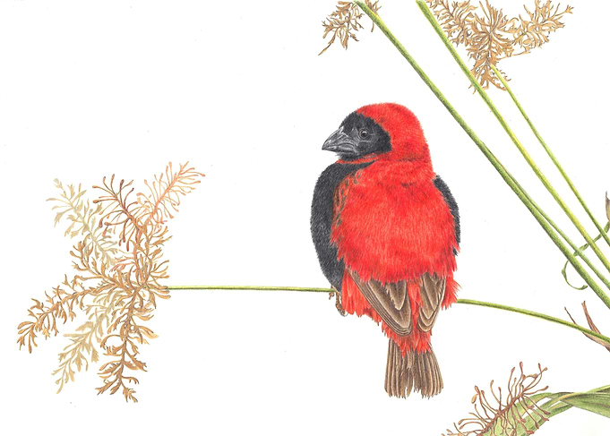 Red bishop