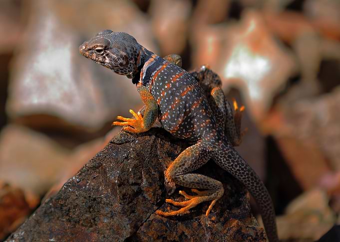 Desert Lizard