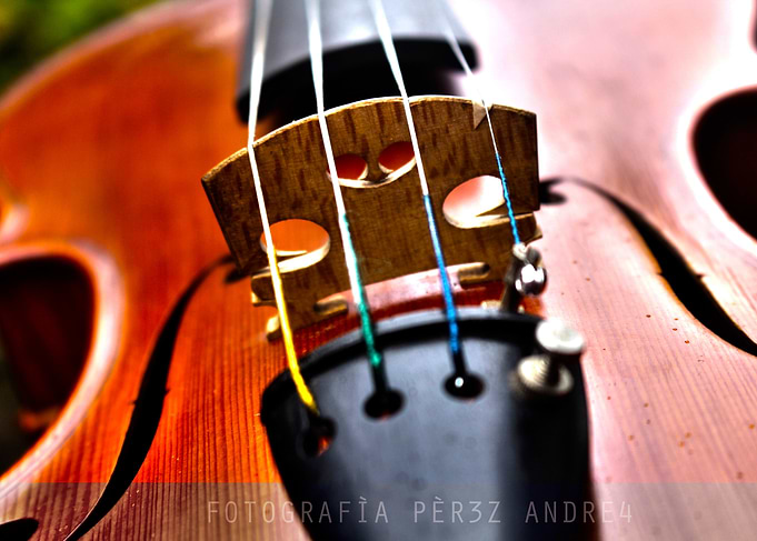 violin