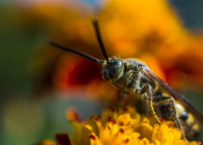 Colour of pollination