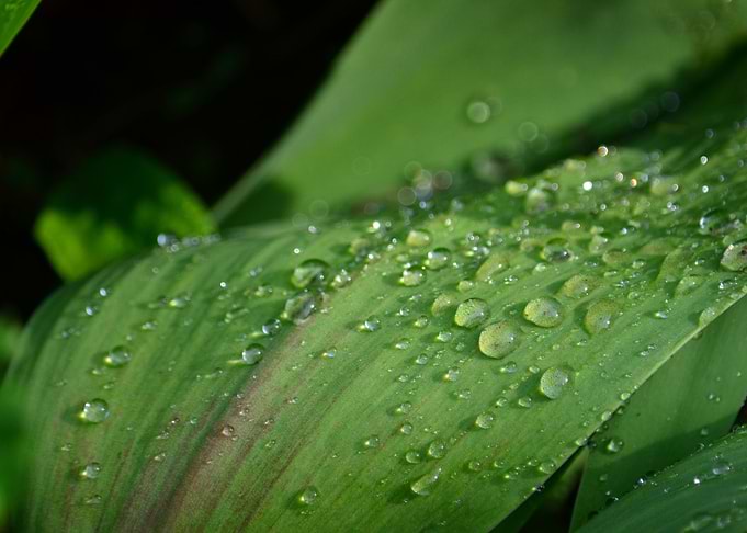 Dew