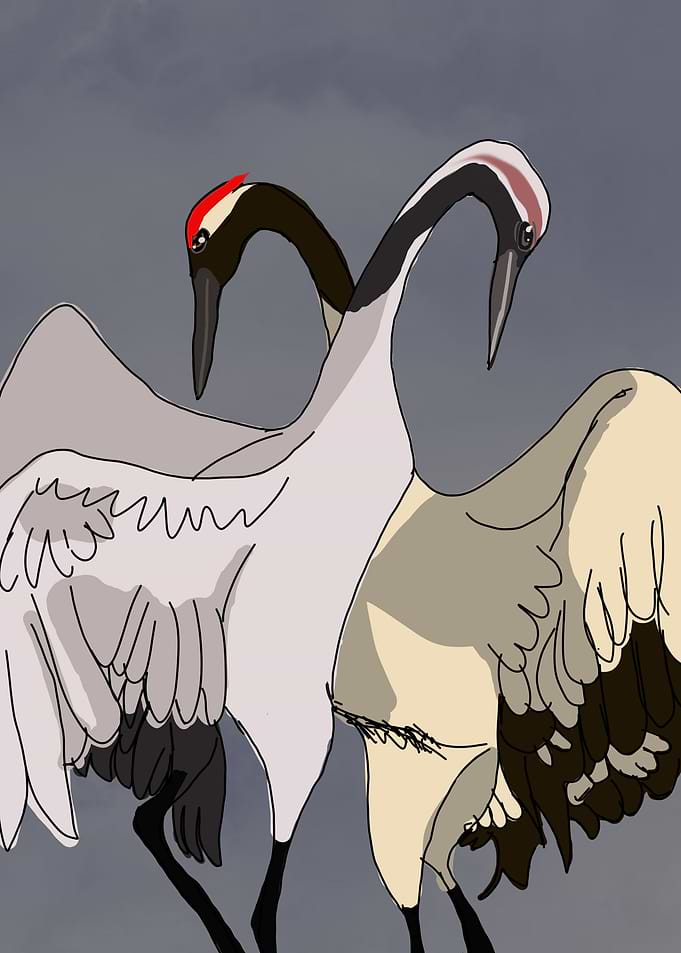 crane bird dance