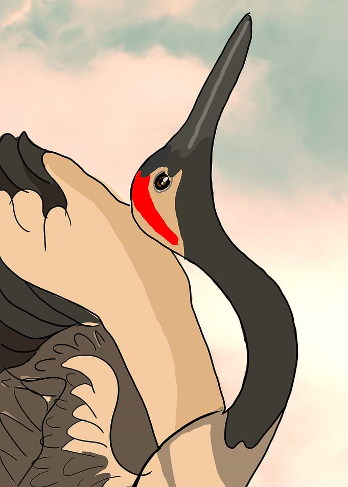 Crane bird