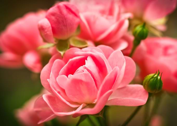 Pink Rose