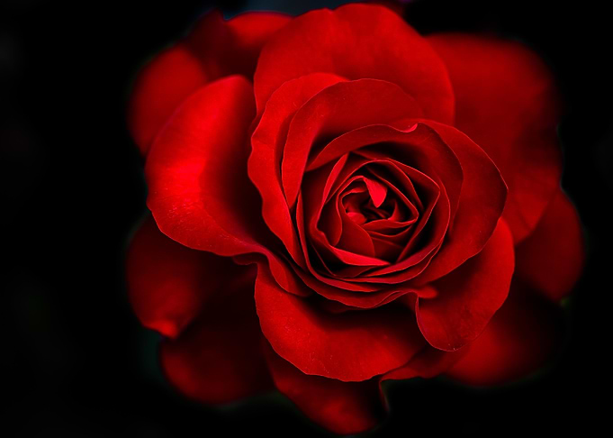 Red Rose