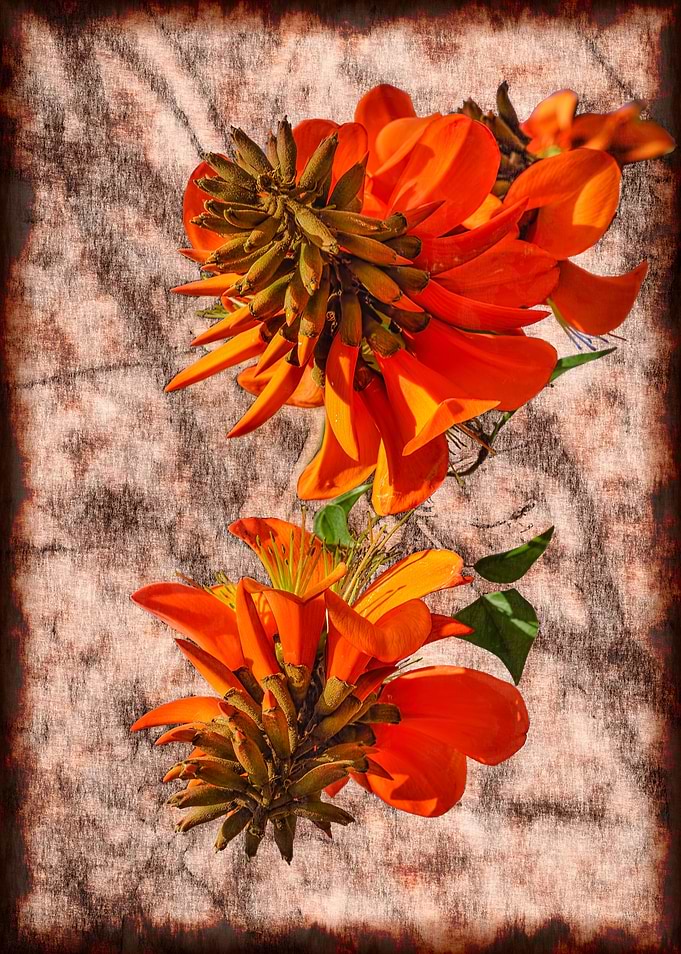 Coral tree flowers