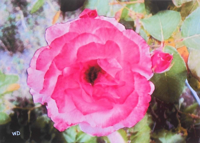 Sunny rose
