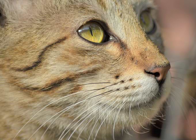 Cat eyes