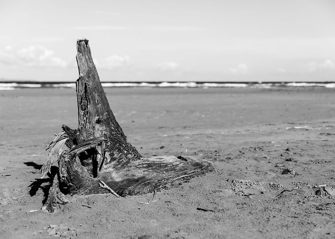 Sculture di legno