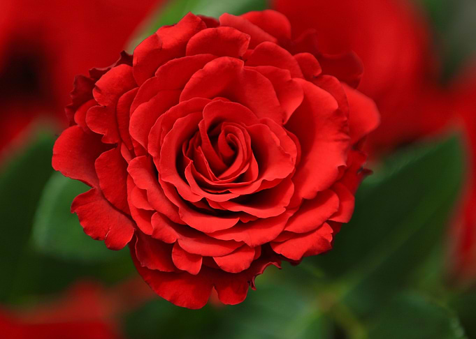 Red Rose Flower