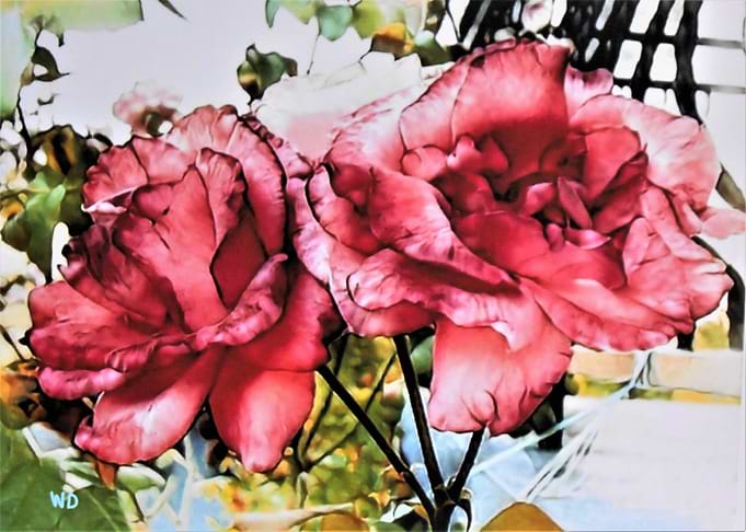 Deux roses