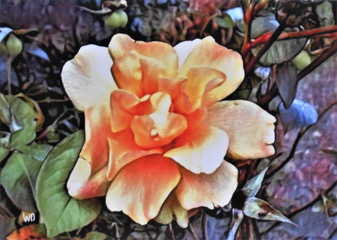 Variation