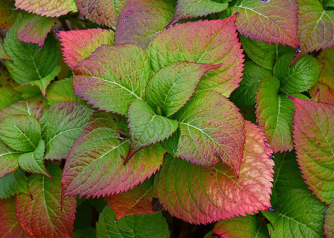 Hydrangea leaves