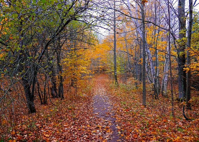 Fall Forest