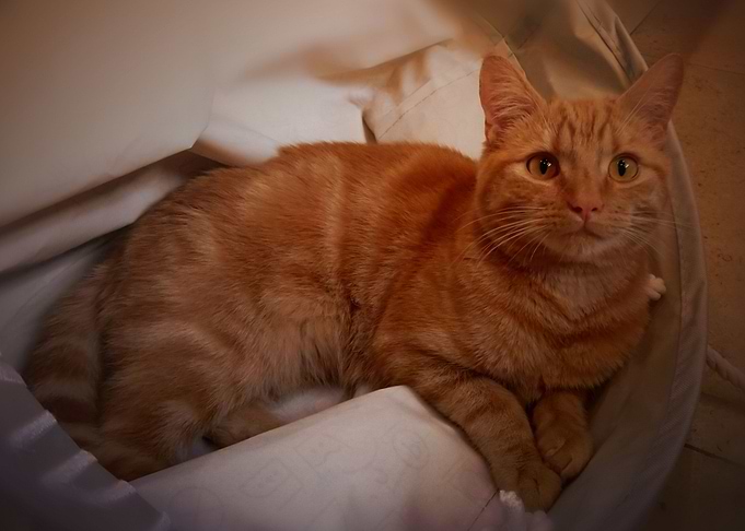 Ginger Cat 1