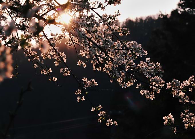 Cherry tree