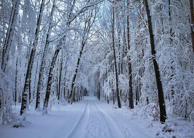 Snowy forest path