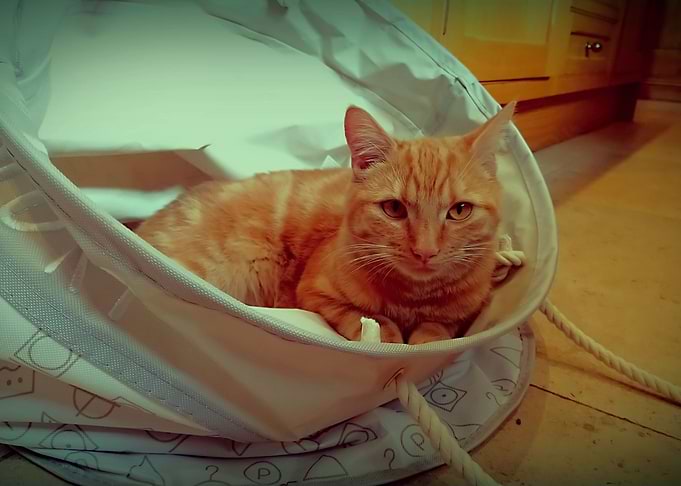 Ginger Cat 2