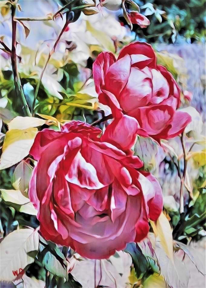 My garden