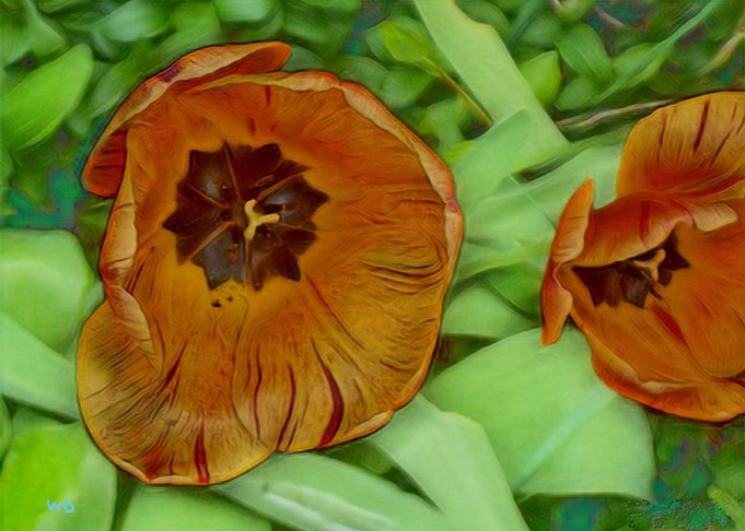 Flashy tulips
