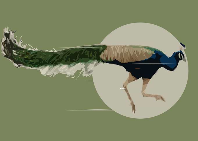 Peacock