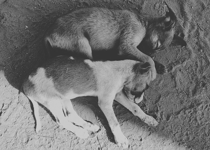 Sleeping Dogs
