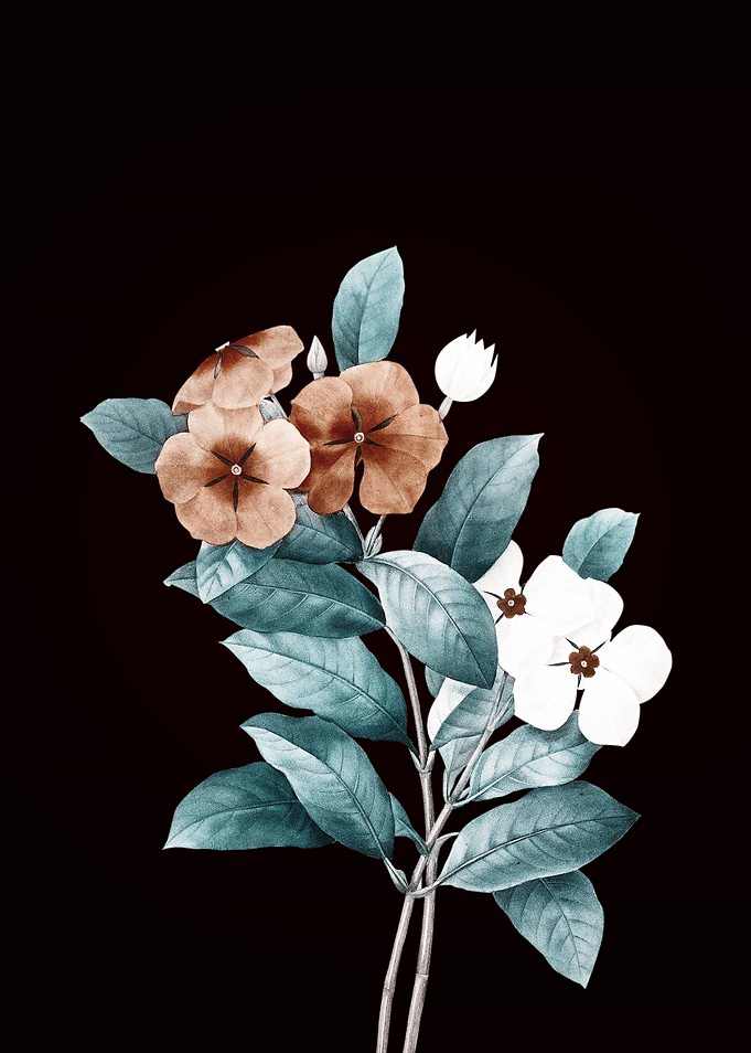 Periwinkle