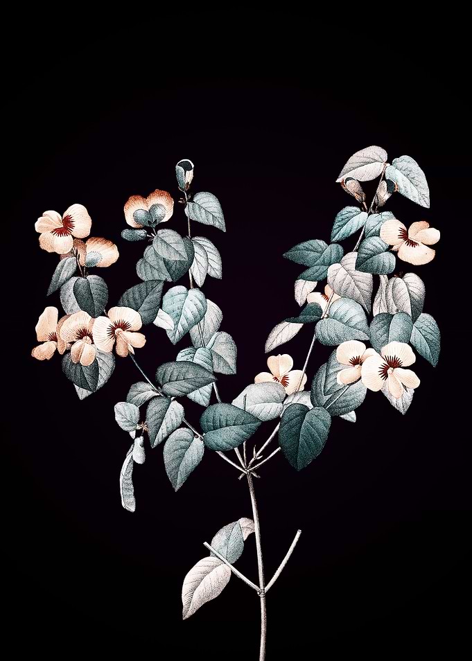 Platilobium
