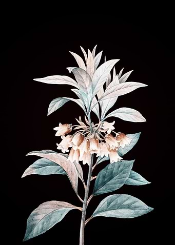 Chinese New Year Flower