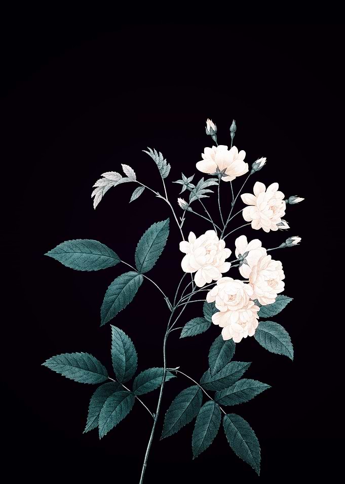 Lady Banks Rose