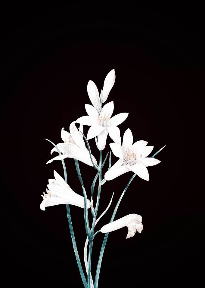 St Brunos Lily