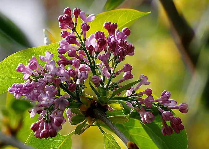Lilac