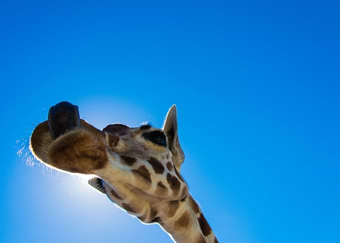 Giraffe above