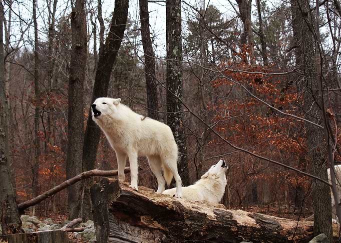 Dual Howl
