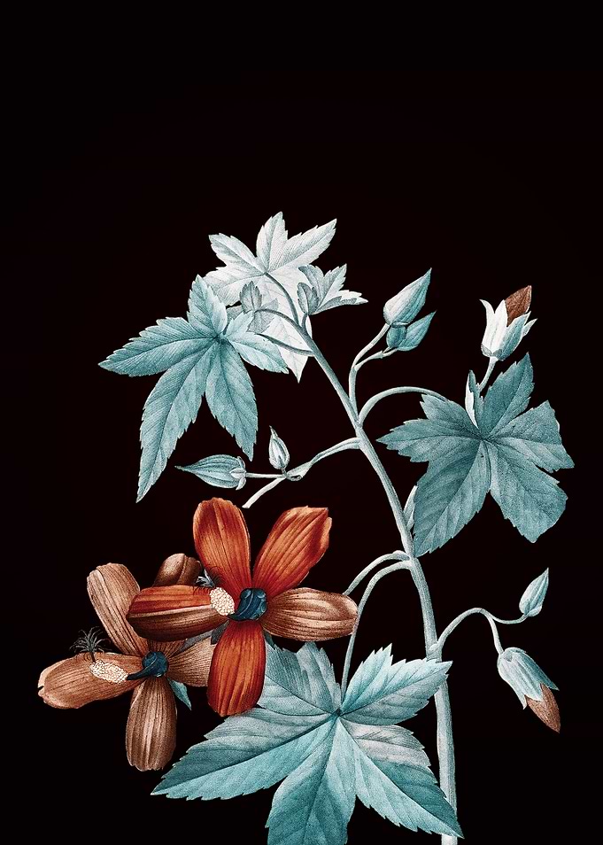 Lavatera Phoenicea