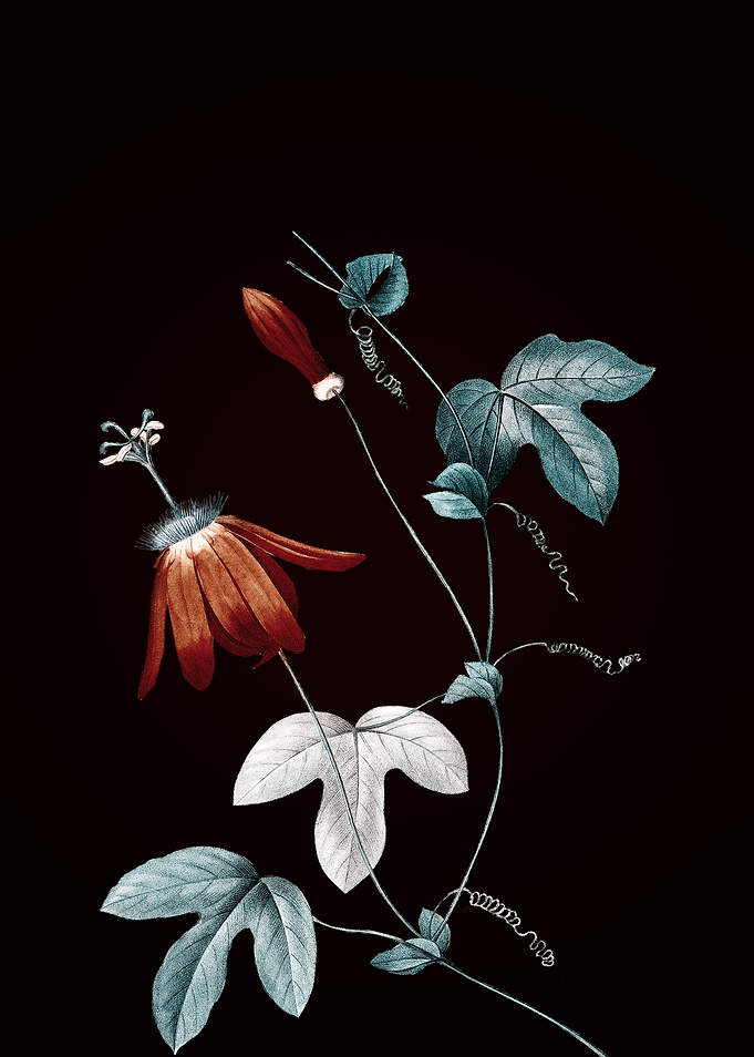 Red Passion Flower