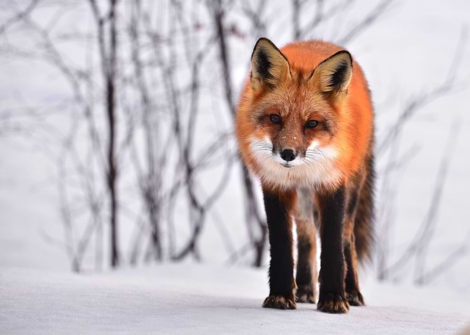 Red Fox In The Snow