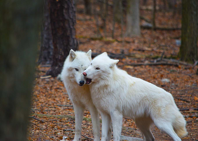 Play Time