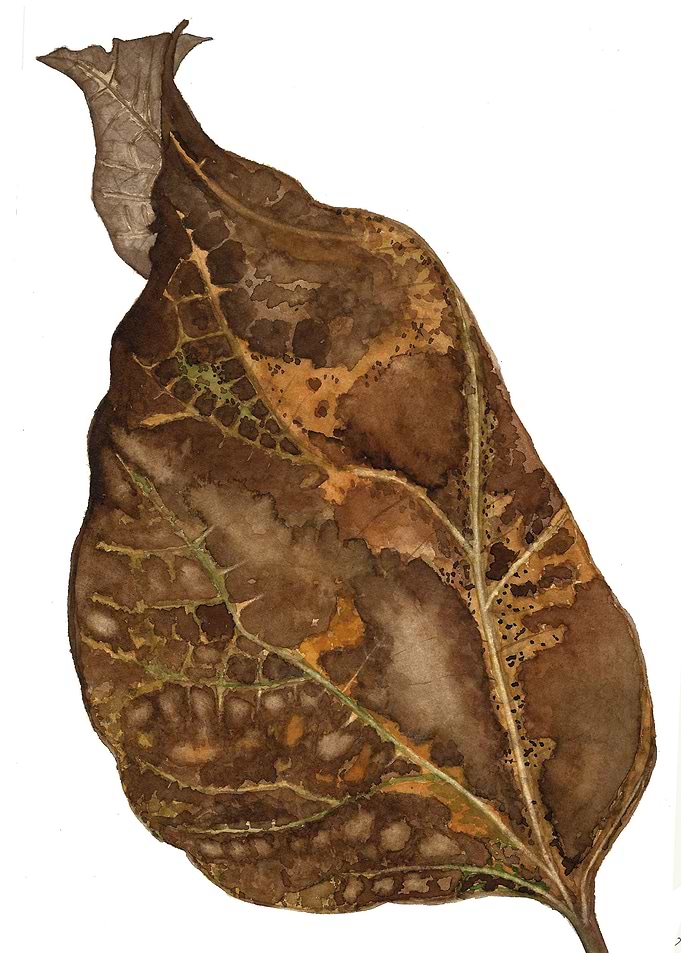 Dry leaf