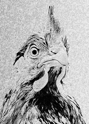 Cock High Contrast