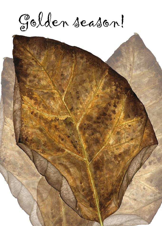 Dry leaf