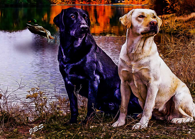 Labs