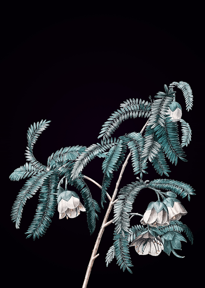 Spaendoncea Tamarandifolia