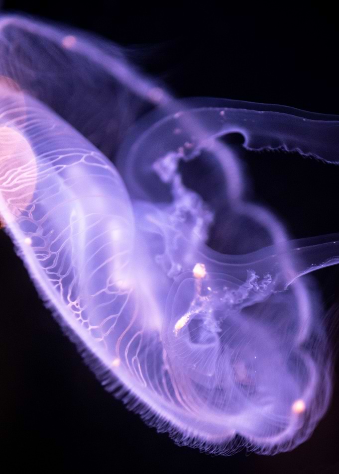 Jellyfish